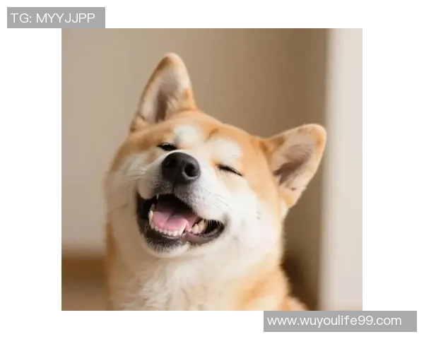 偷拍狗子睡觉的100个理由让你忍不住想记录下它的可爱瞬间