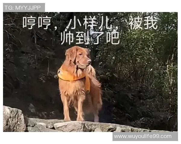 狗子今天又发现了什么新奇趣事快来一起分享吧 狗子今天又发现了什么新奇趣事快来一起分享吧