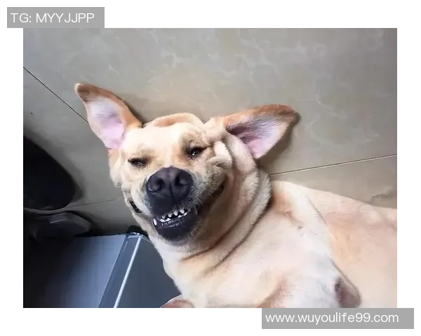 狗子们的搞笑瞬间大集合让你忍俊不禁的迷惑行为大赏